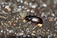 Nebria