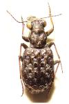 Elaphrus cupreus