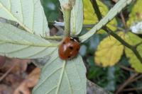 Coccinella septempunctata
