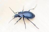 Carabus nemoralis
