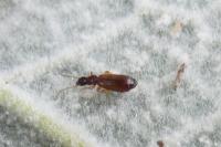 Paradromius linearis
