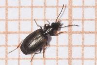 Syntomus obscuroguttatus