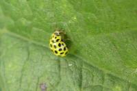 Psyllobora vigintiduopunctata