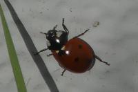 Coccinella septempunctata