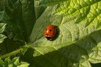 Coccinella septempunctata