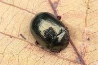 Chrysolina bankii
