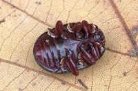 Chrysolina bankii