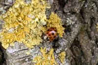 Harmonia axyridis