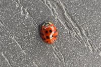 Harmonia axyridis