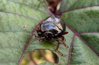 Chrysolina bankii