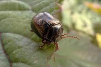 Chrysolina bankii