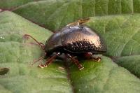 Chrysolina bankii