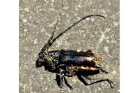 Cerambyx cerdo