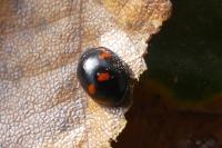 Exochomus quadripustulatus