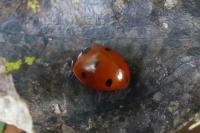 Coccinella septempunctata