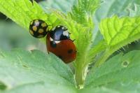 Coccinella septempunctata