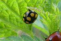 Coccinula quatuordecimpustulata