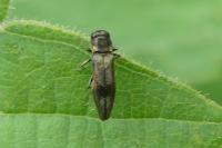 Agrilus