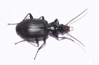 Platynus assimilis