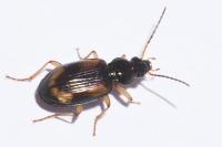 Bembidion tetracolum