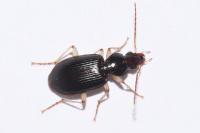 Paranchus albipes
