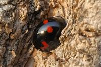 Exochomus quadripustulatus