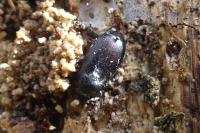 Nalassus laevioctostriatus