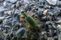 Drypta dentata