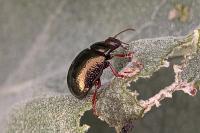 Chrysolina bankii