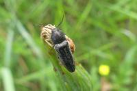 Cidnopus pilosus