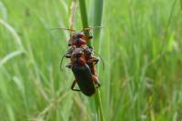 Cantharis rustica
