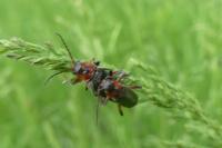 Cantharis rustica