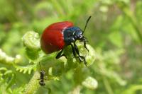 Chrysomela populi