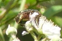 Cetonia aurata
