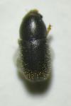 Sulcacis fronticornis
