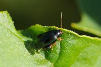 Psylliodes chrysocephala