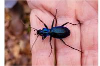 Carabus intricatus
