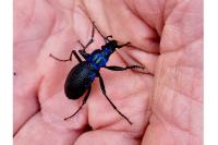 Carabus intricatus