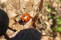 Coccinella septempunctata