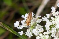 Oedemera podagrariae
