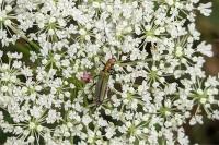 Oedemera nobilis