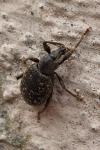 Otiorhynchus aurifer