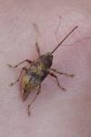Curculio elephas