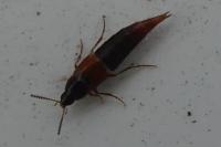 Mycetoporus