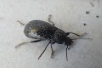 Stenomax aeneus