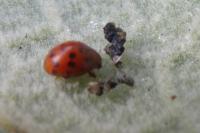Subcoccinella vigintiquatuorpunctata