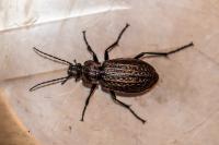 Carabus granulatus