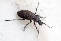 Carabus granulatus