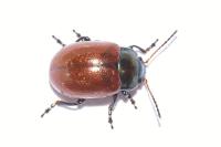 Chrysolina polita
