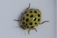 Psyllobora vigintiduopunctata